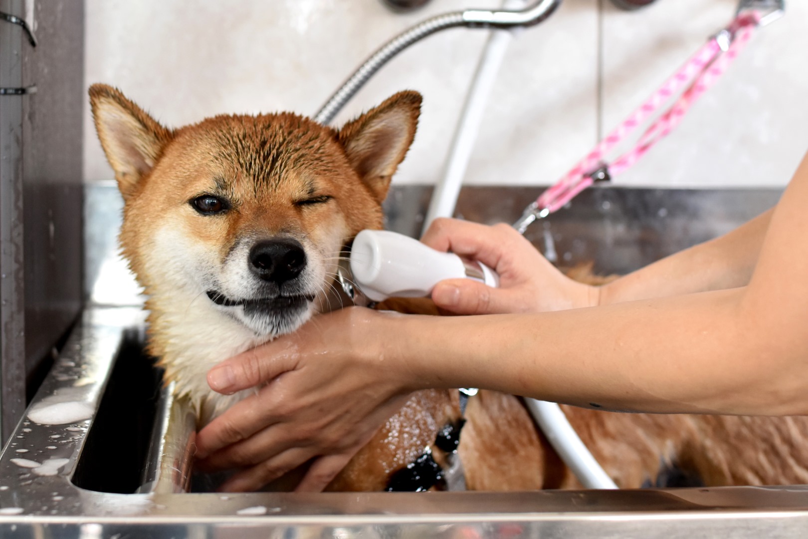 宮前区でのトリミングといえば！