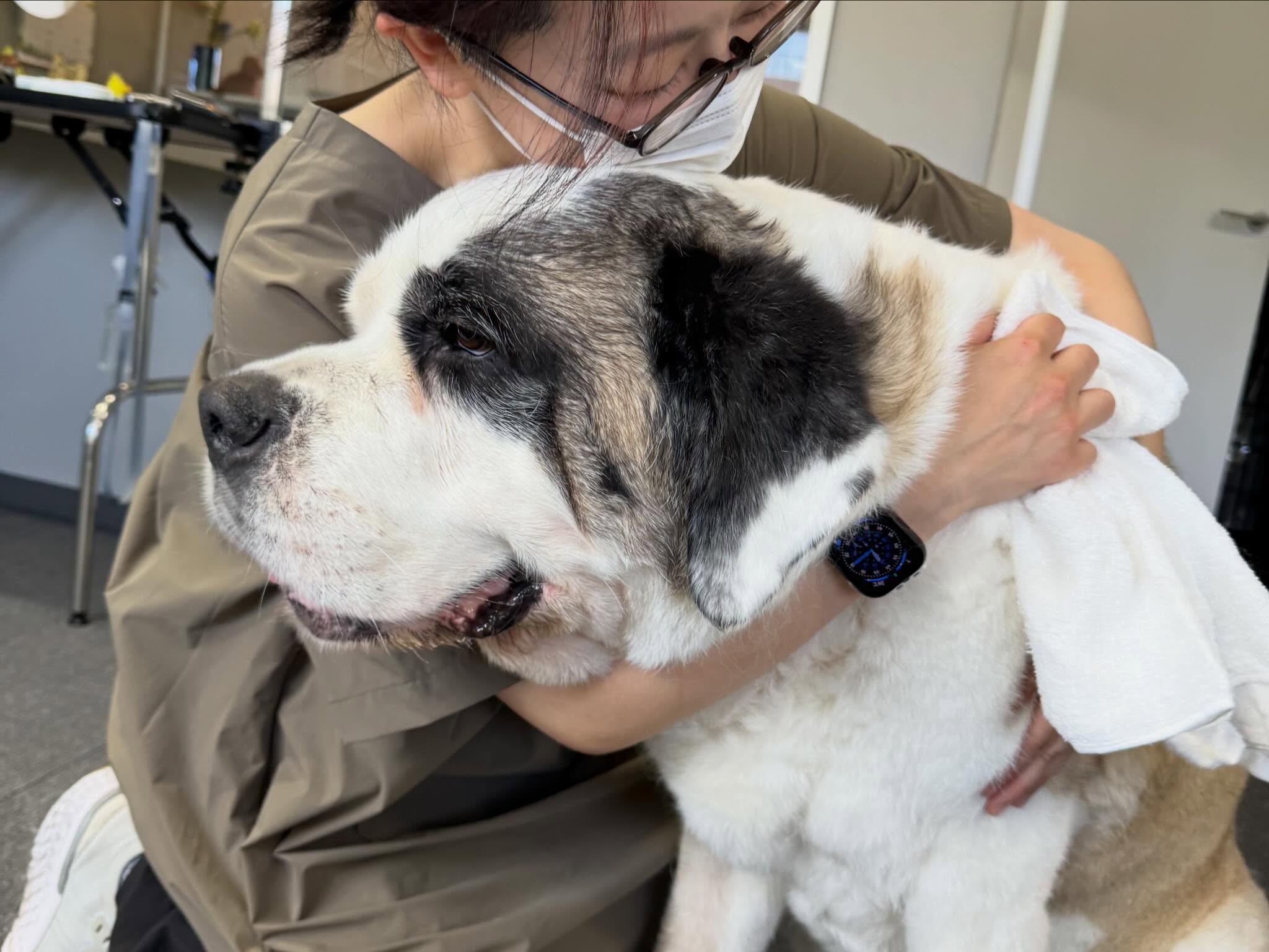 子犬から老犬まで幅広い年齢のわんちゃんに対応した安心のケアサービス