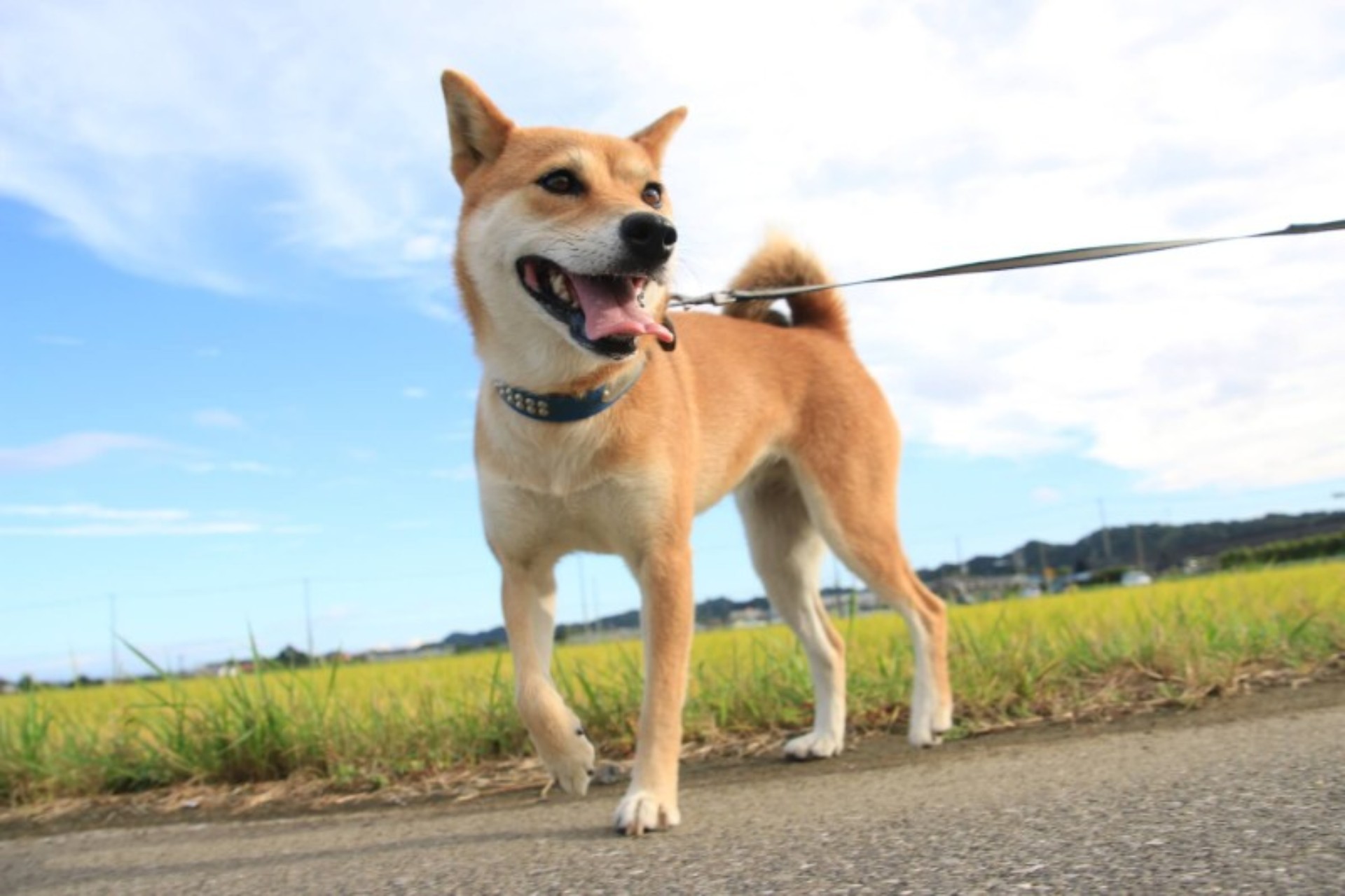 中型犬のカット | 神奈川県宮前区のトリミングならペットサロン by2
