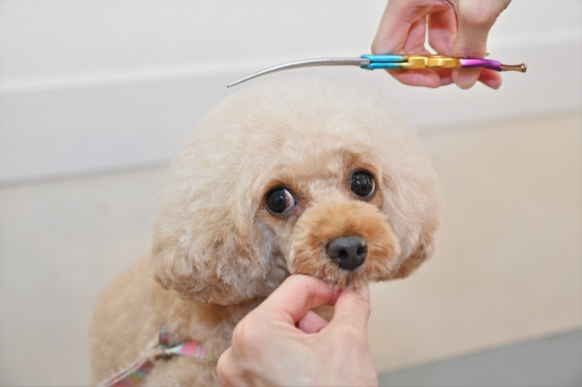 小型犬専用の施術 | 神奈川県宮前区のトリミングならペットサロン by2