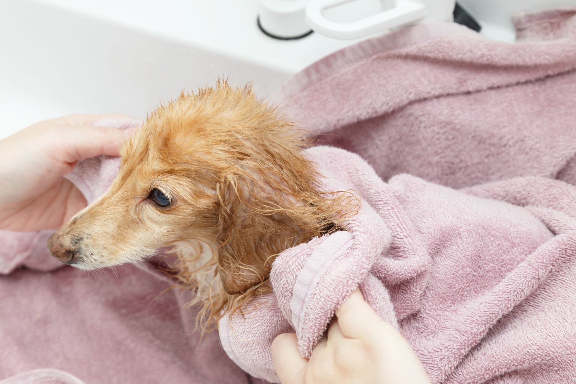 個性に寄り添う丁寧な施術と予約制の落ち着いた環境で、愛犬が安心して通えるトリミングサロンです。