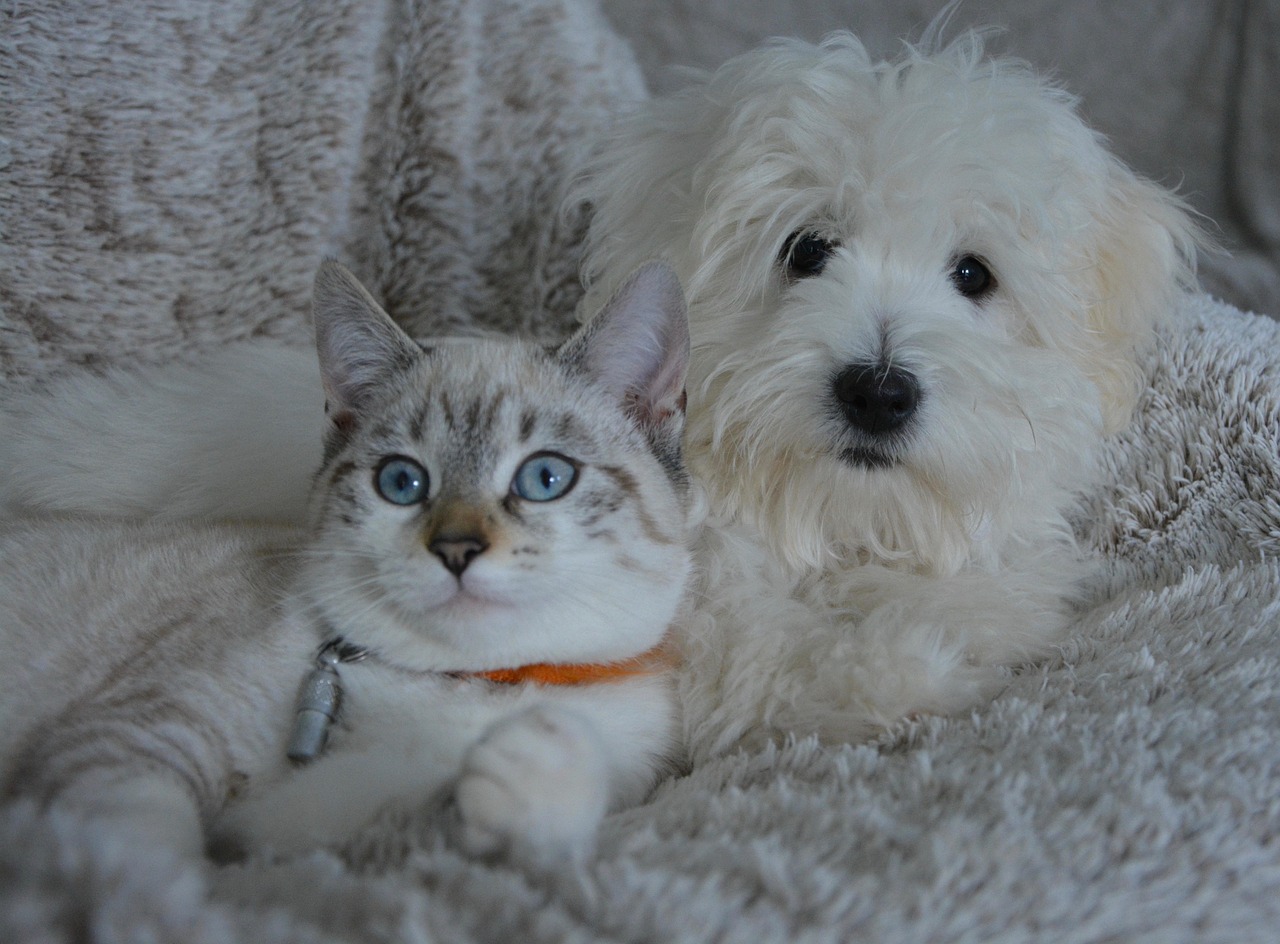 愛犬・愛猫の健康維持は当サロンにお任せ！