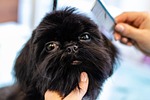 愛犬のための特別なトリミング体験を提供します