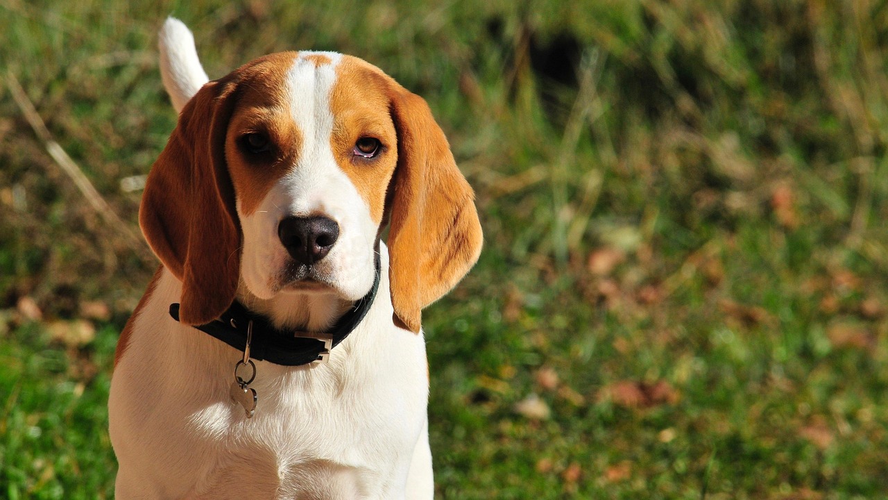 短毛犬種の輝く毛並みを手に入れよう！