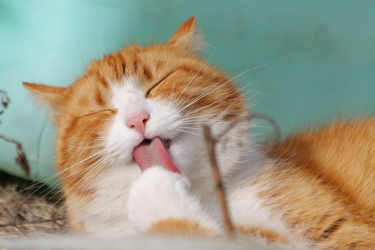 愛猫の健康を守る！猫の爪切りはお任せください！