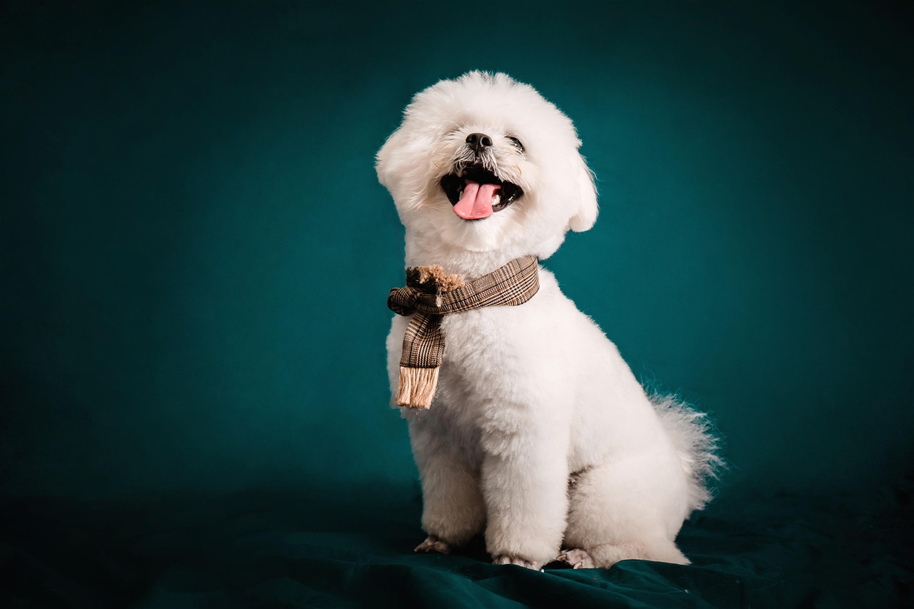 ミックス犬も安心！愛犬にぴったりのトリミングを提供します