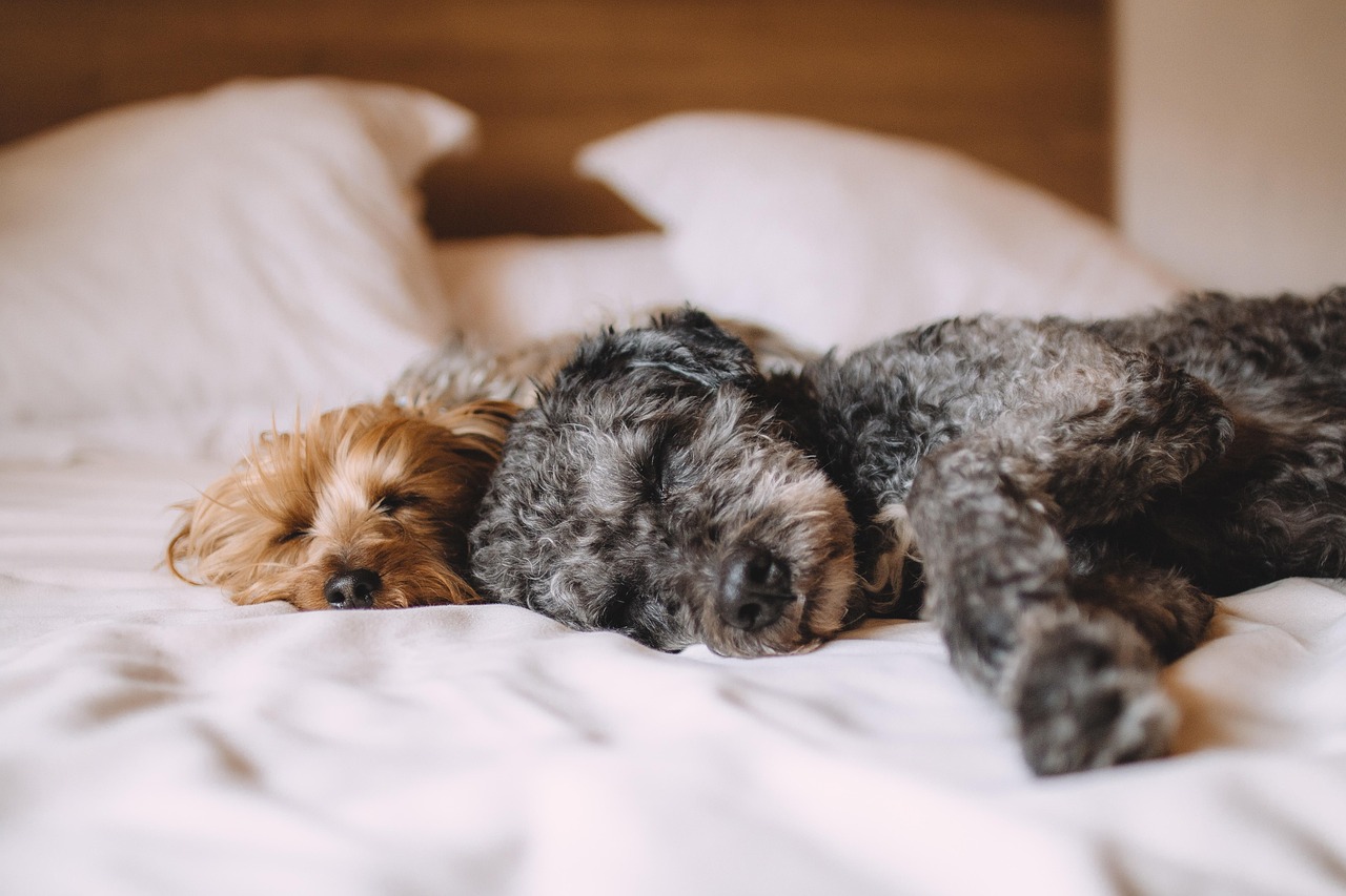 体に優しいトリミングで愛犬の毎日を特別に！