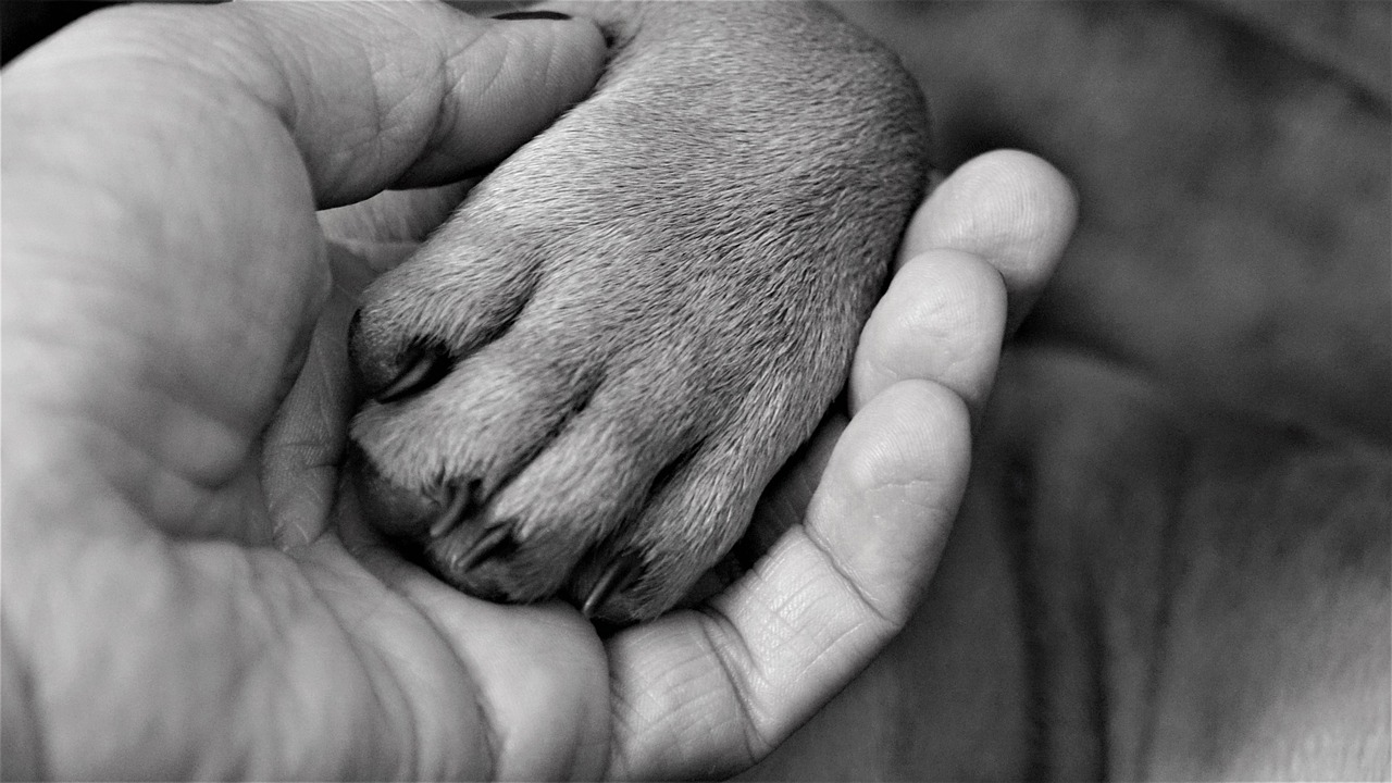 愛犬・愛猫の健康、爪切りから始めよう！