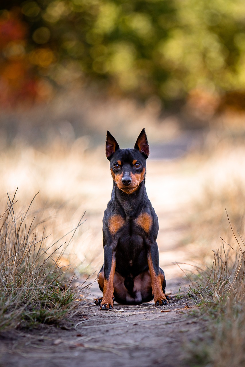 特別なケアで輝く、愛犬の美しさをあなたに！