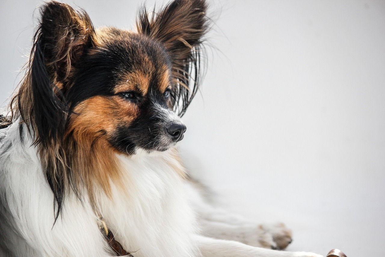 5. 犬の衛生管理の重要性