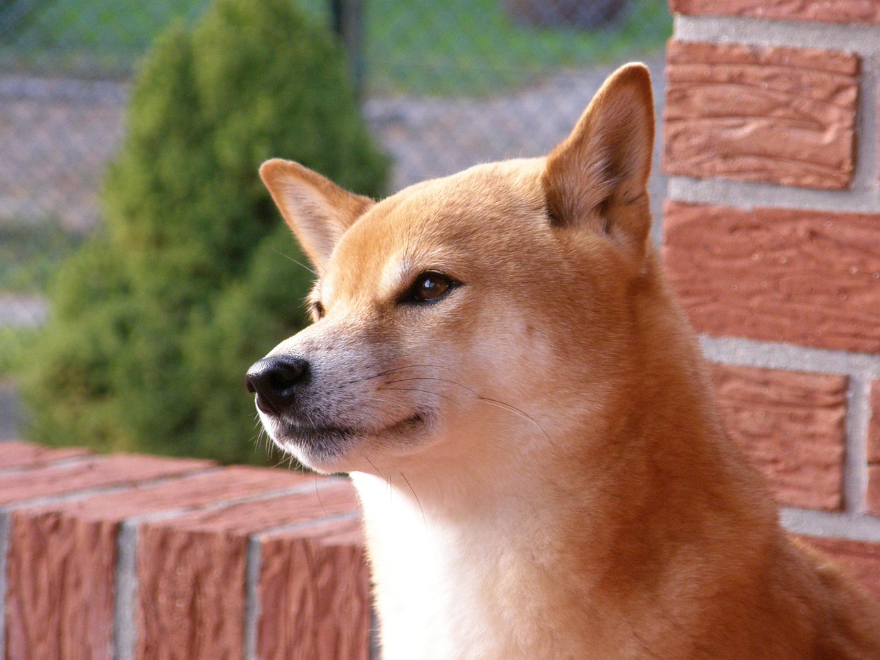 特別な愛犬に贈る、究極のシャンプー体験！