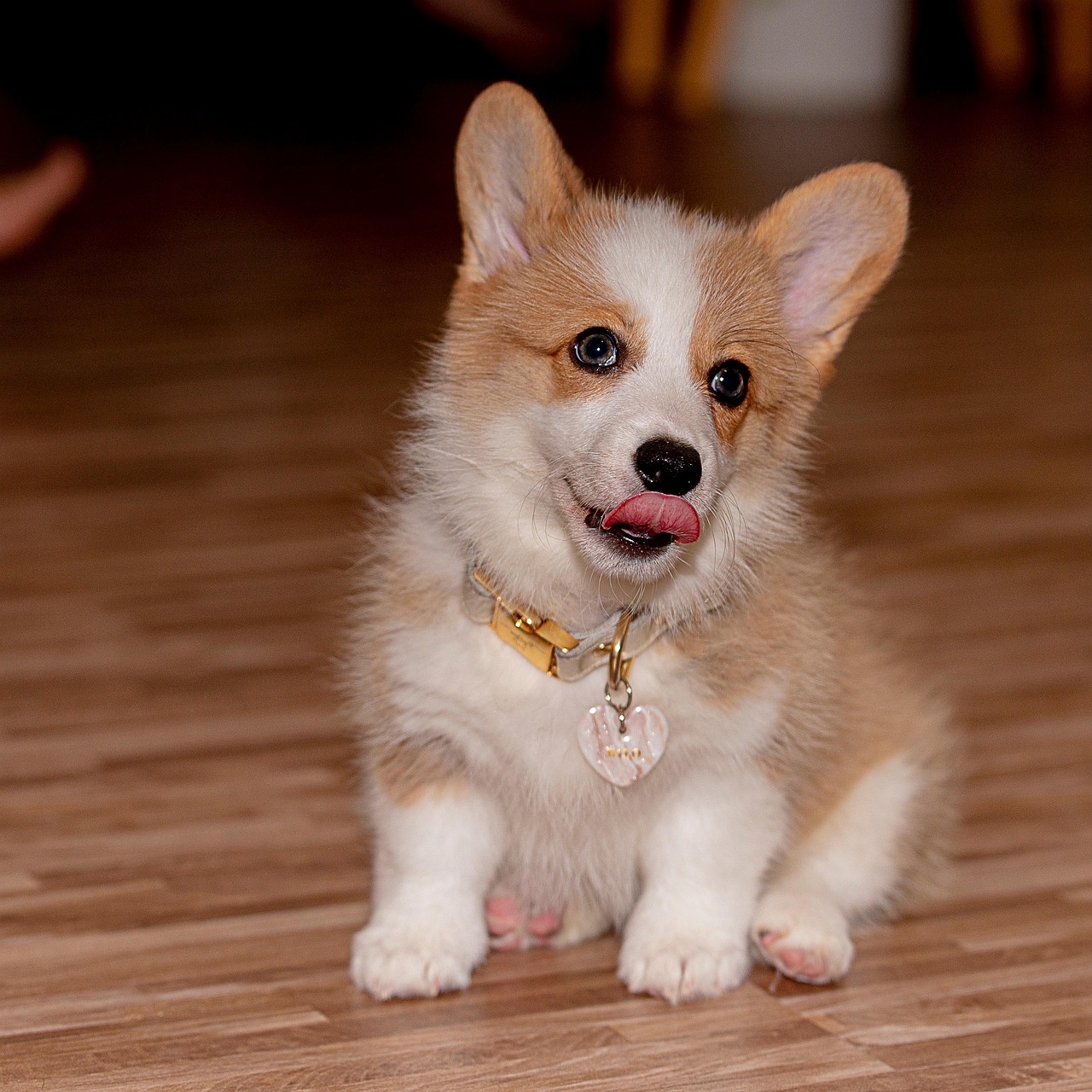 2. Refaシャンプーで愛犬をもっと輝かせる