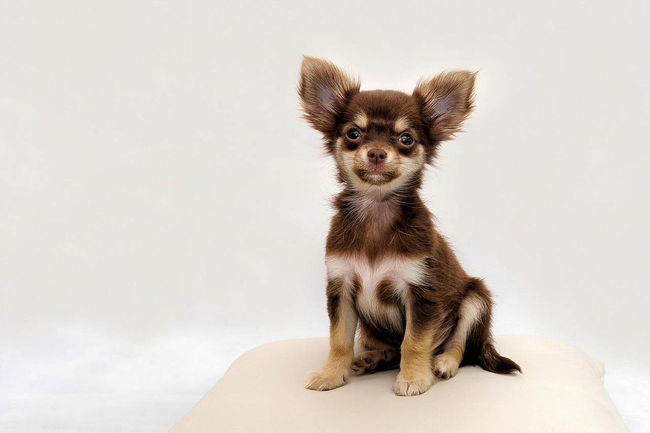 愛犬の美と健康を守る、プロのトリミングサロン！