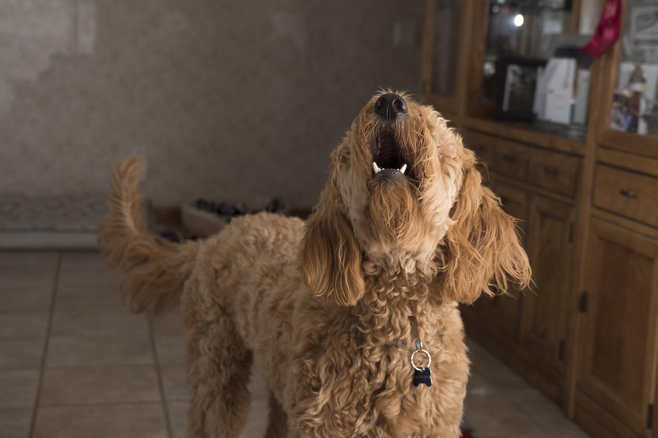 犬が鳴く理由と対策