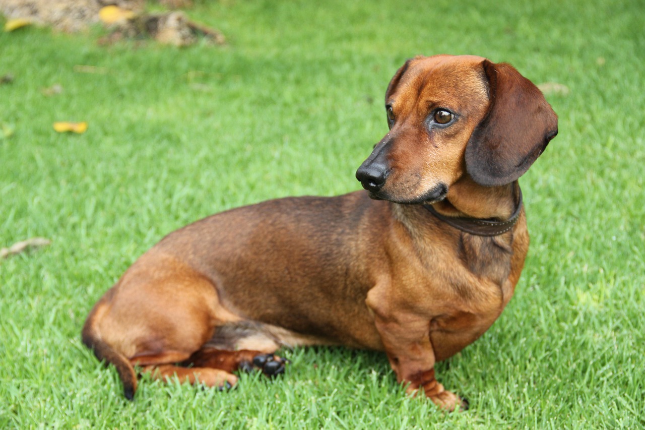 愛犬の快適な暮らしをサポート！老犬専用のペットサロン