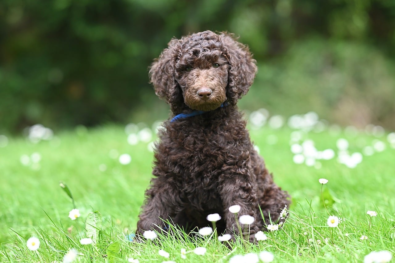 今すぐ予約して、愛犬をキレイにしよう！