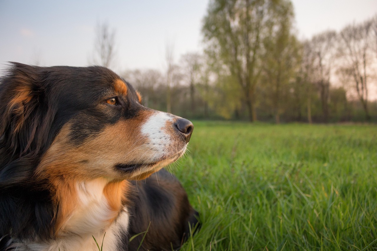 愛犬の新しいリフレッシュ空間！