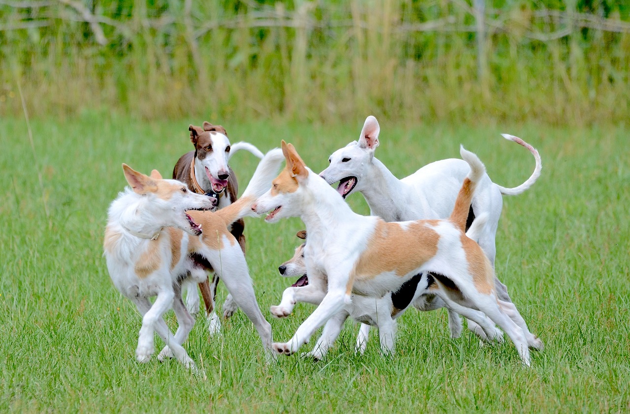 夏のペットケアはお任せ！愛犬・愛猫が快適に過ごすための秘訣を大公開