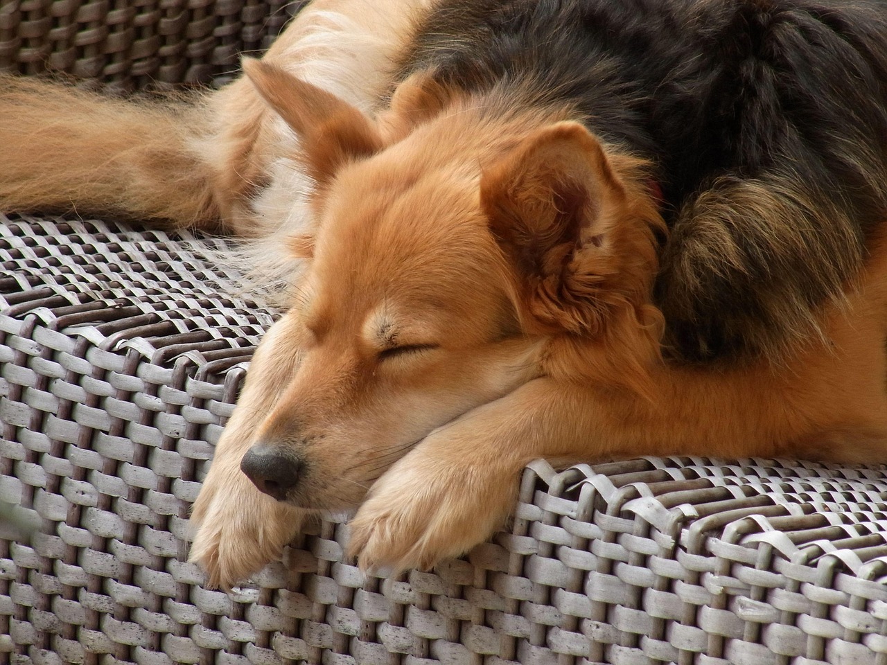 老犬ケアにもしっかり対応