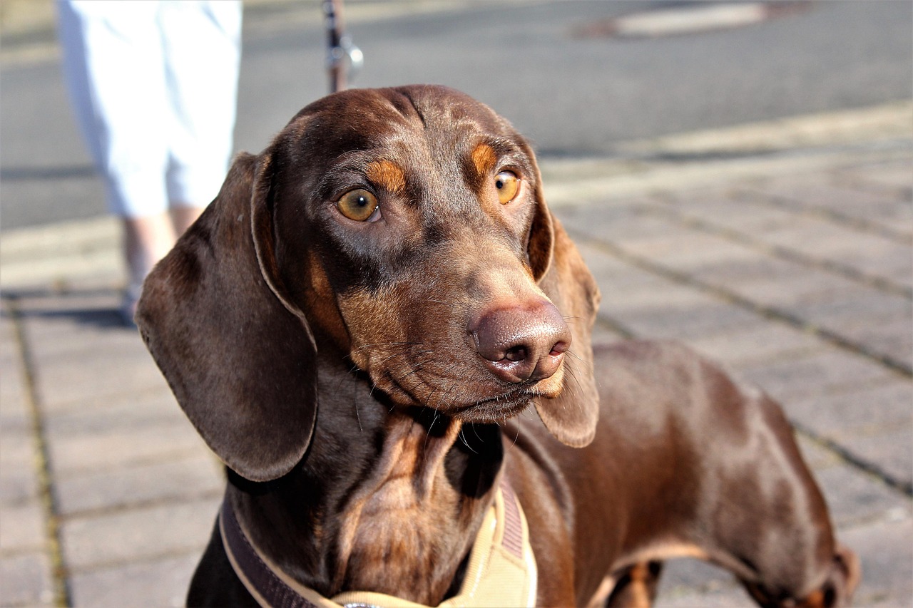 ダックス！オーダーメイドシャンプーで愛犬をもっと美しく
