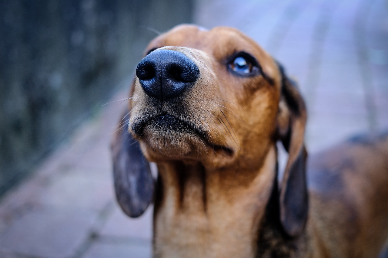 愛犬への最高級の贅沢を、宮前区のサロンで！