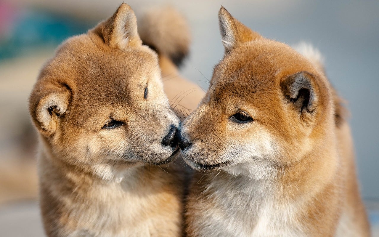 豊富なメニューでどんな犬種にも対応