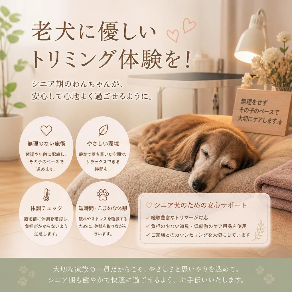 老犬に優しいトリミング体験を！