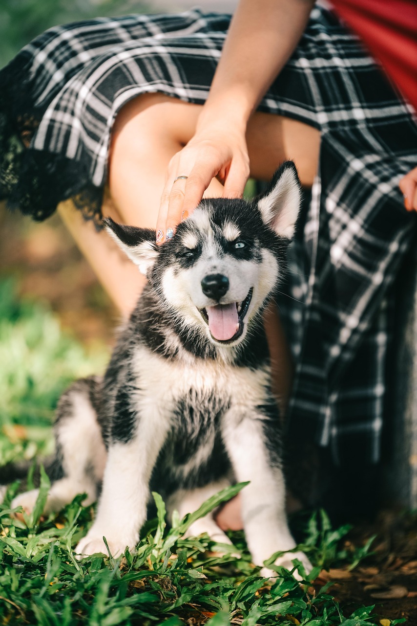 5. 子犬に優しい環境づくり