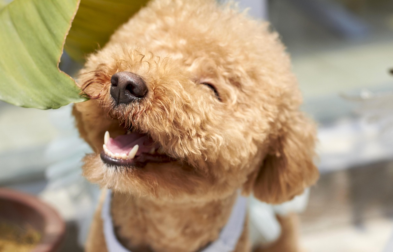 最高の顔カットはココで決まり！愛犬の笑顔を引き出すペットサロン