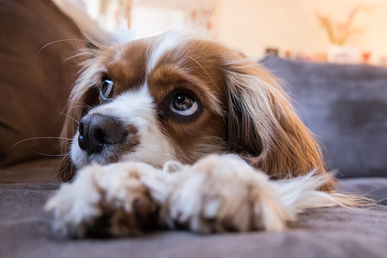 宮前区で愛犬・愛猫を自由に楽しくケア！